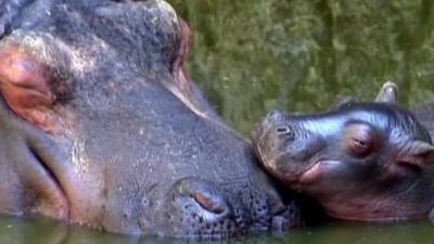 Baby hippo with mother