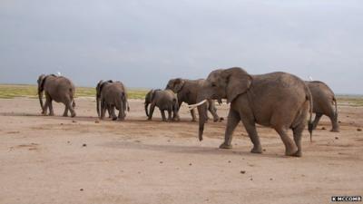 African elephants in the Amboseli National Park, Kenya (c) Karen McComb, University of Sussex