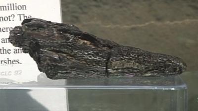 The fossilised skull found on a beach near Sandown