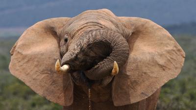 elephant