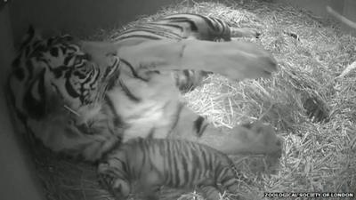 Tiger triplets born at London Zoo