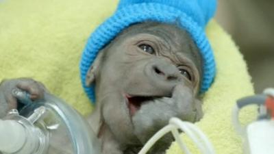 Baby gorilla