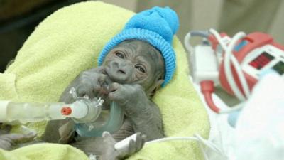 The new born female gorilla