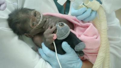 The baby gorilla and a toy