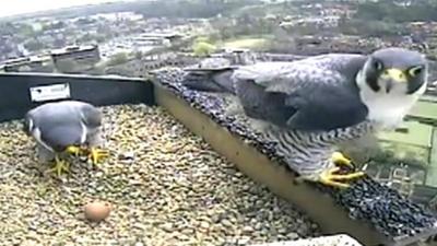 A pair of peregrine falcons with an egg