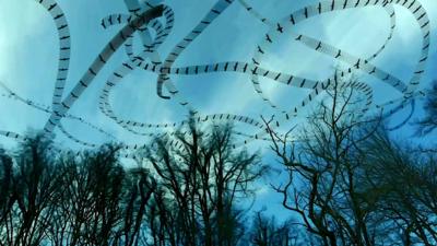 Bird flight patterns