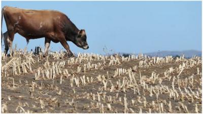 Cow on drought field