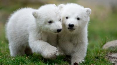 Twin polar bear cubs