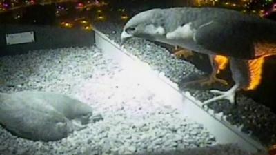 Peregrine falcons on Norwich Cathedral