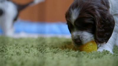 one of the pups biting a ball