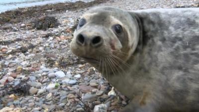 Asteroid the grey seal