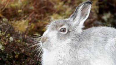 Mountain hare (c) Will Nicholls