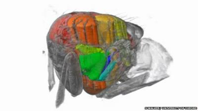 Muscles inside a blowfly (c) Simon Walker/ University of Oxford