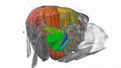 Muscles inside a blowfly (c) Simon Walker/ University of Oxford