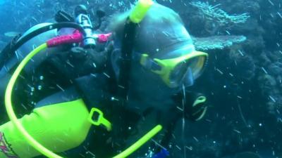 Diver under the water