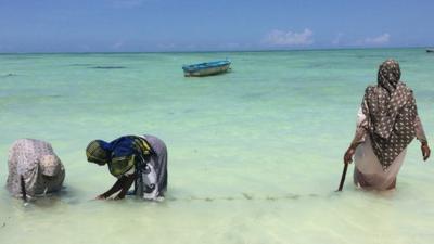 Seaweed farmers in Zanzibar (March 2014)