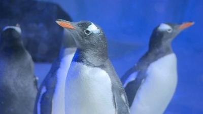 Penguins looking curious