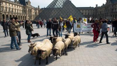 Sheep at the Louvre museum in Paris