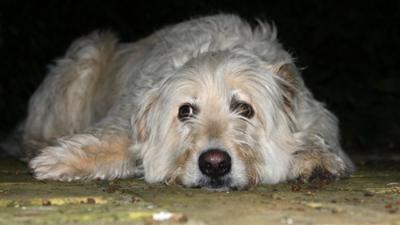 A dog lying on the ground