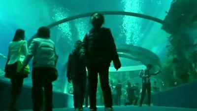 The Undersea Tunnel at Hengqin Ocean Kingdom theme park