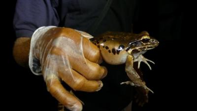 Mountain Chicken frog