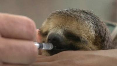 Baby sloth being fed by syringe