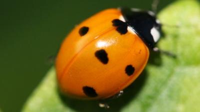 Ladybird