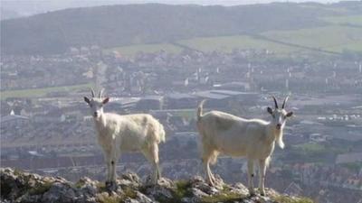 Goats with Llandudno behind them