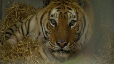 A pair of tigers rescued from a German circus are settling into their new home in Lincolnshire