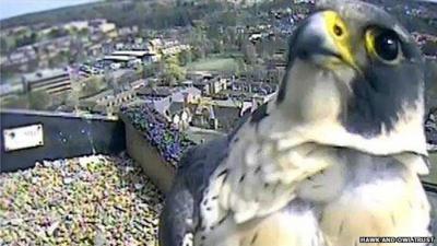 Intruder at Norwich Cathedral peregrines' nest