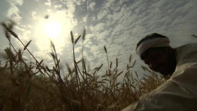 Farmer in field