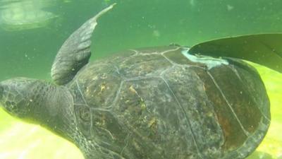 Turtle with prosthetic fin