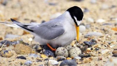 A little tern with eggs