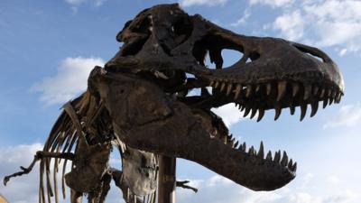 A replica of the Wankel T-Rex sits outside Montana's Museum of the Rockies