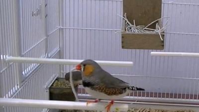 Male zebra finch building its nest