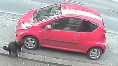 Dog biting tyres on car