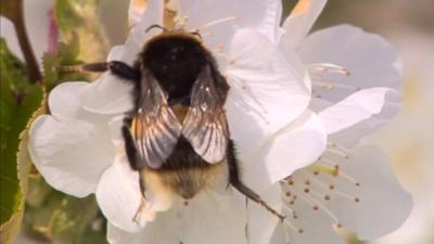 Bee on flower