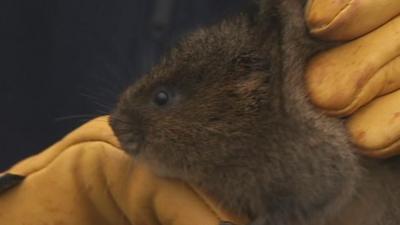 A water vole