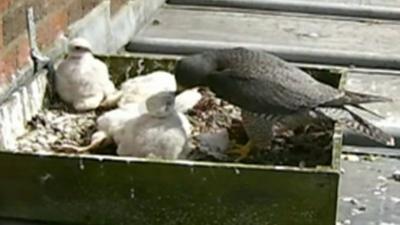 Peregrine falcons nesting in Manchester city centre