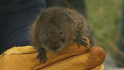 Water vole