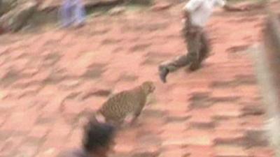 Leopard chases man on roof