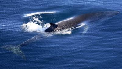 Antarctic minke whale