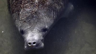 Manatee