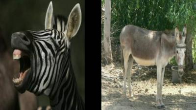 Zebra and a donkey