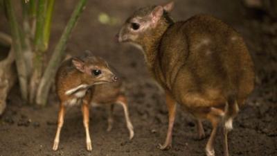 Baby Java mouse-deer