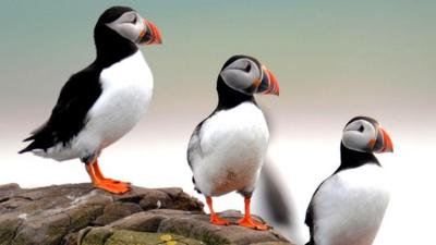 Puffins