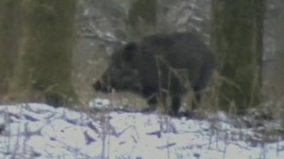 Wild boar in Forest of Dean