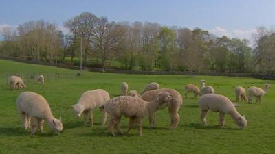 Alpacas