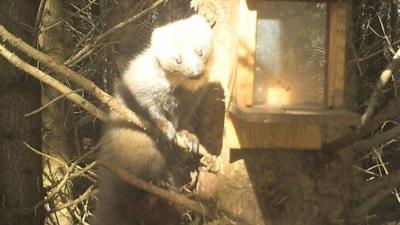 Pine martens are considered to be Ireland's rarest native mammal