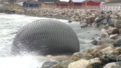 bloated carcass of blue whale in Trout River, Newfoundland